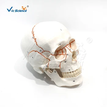Цифров Анатомическая модел на черепа с Маркировка на Главата шев